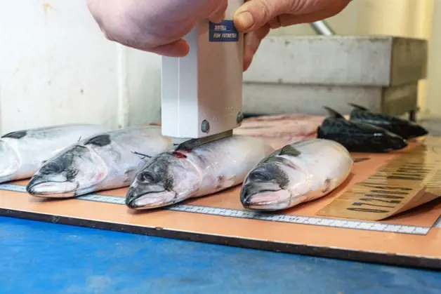 Keuren Makreel Aan Boord